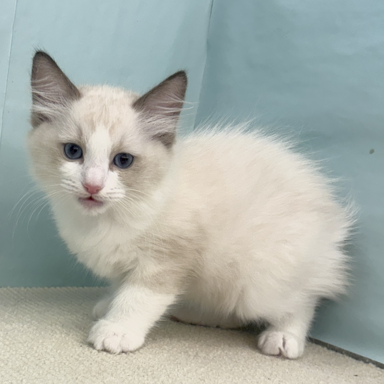 愛知県のラグドール (犬の家＆猫の里春日井本店/2025年9月5日生まれ/男の子/シールポイントバイカラー)の子猫の3枚目の画像