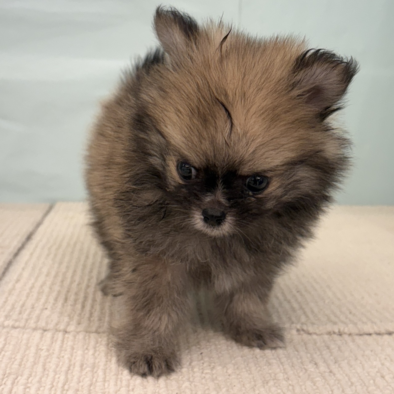 愛知県のポメチワ/チワポメ/ポメチー(ポメラニアン×チワワ) (犬の家＆猫の里春日井本店/2025年9月8日生まれ/男の子/オレンジ)の子犬の3枚目の画像