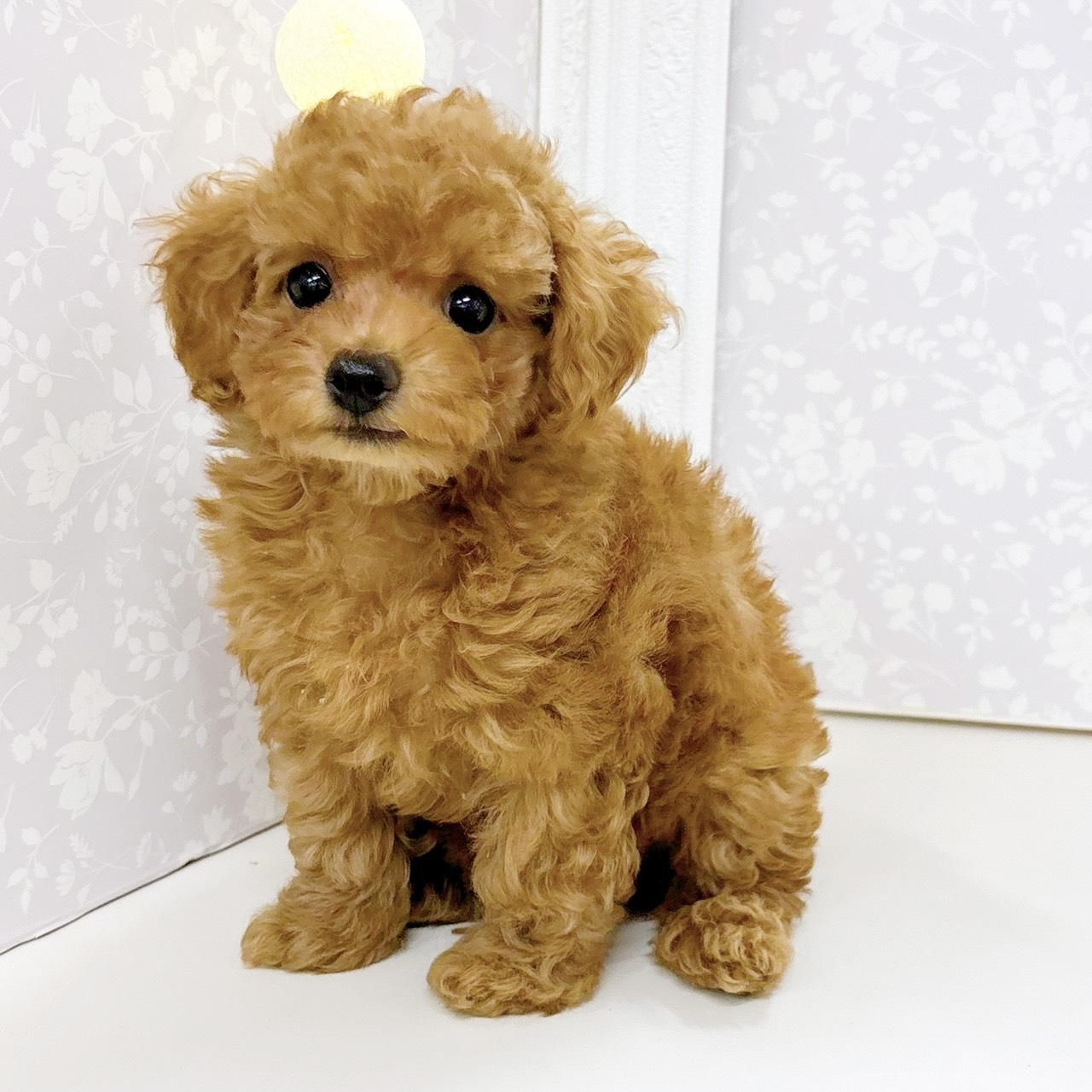 富山県のトイプードル(トイ) (犬の家＆猫の里アミーゴ高岡蓮花寺店/2026年6月12日生まれ/女の子/レッドフォーン)の子犬の3枚目の画像