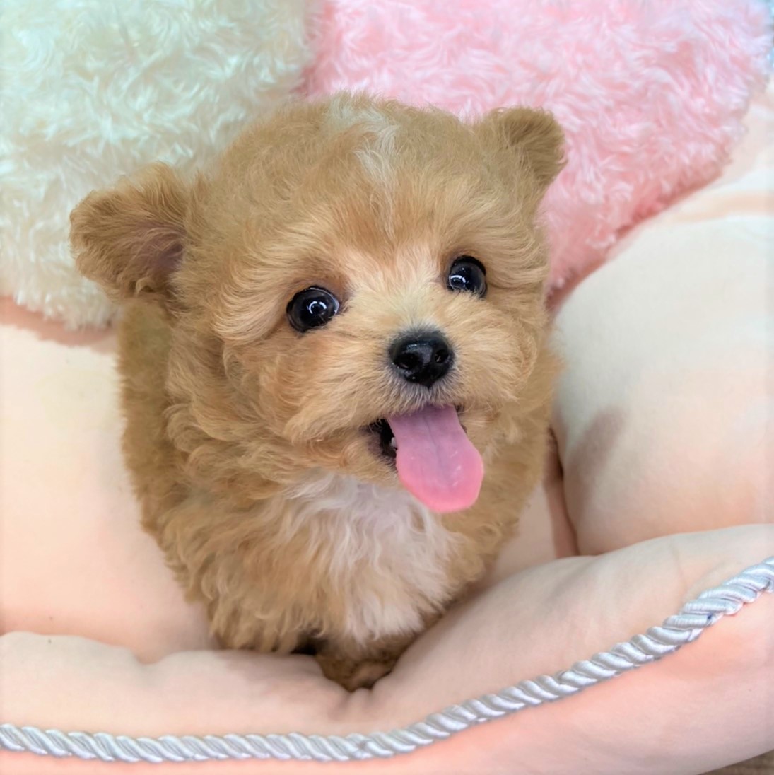 ハーフ犬の画像3