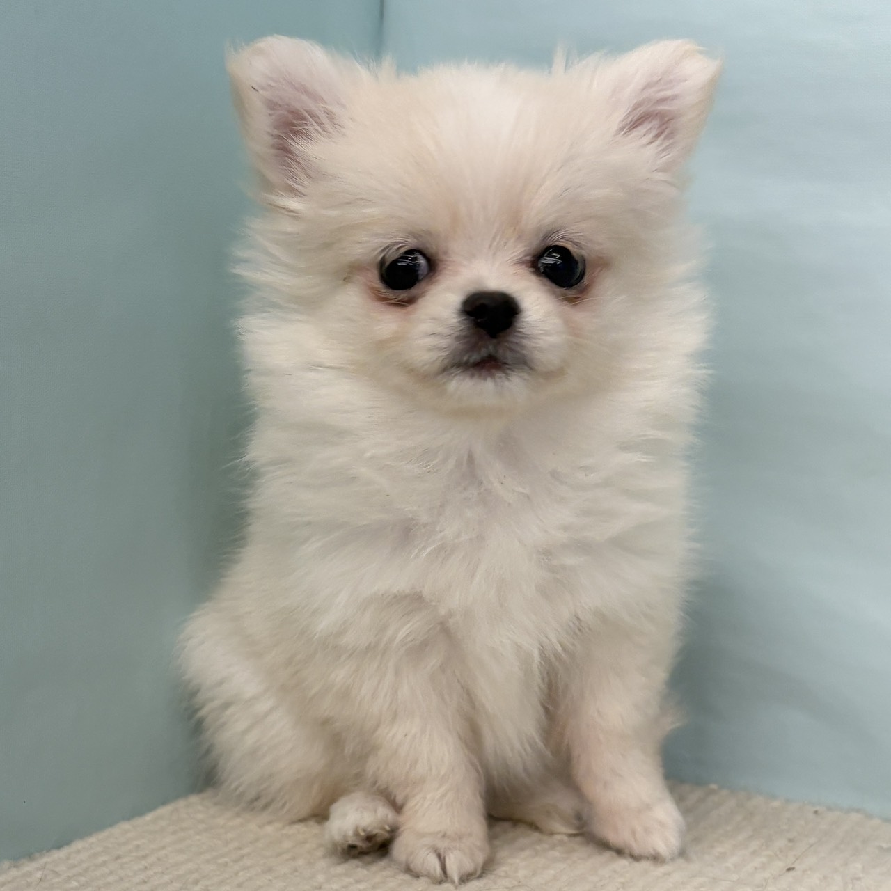 愛知県のポメチワ/チワポメ/ポメチー(ポメラニアン×チワワ) (犬の家＆猫の里春日井本店/2025年9月8日生まれ/女の子/クリーム)の子犬の3枚目の画像