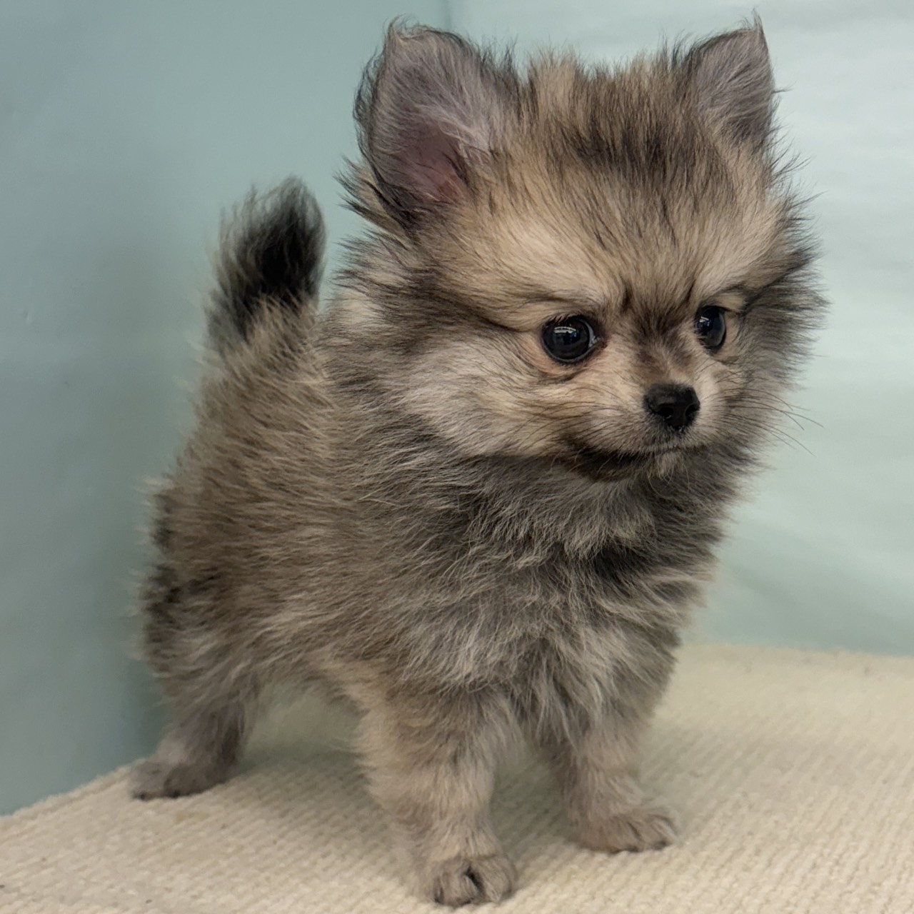 愛知県のポメチワ/チワポメ/ポメチー(ポメラニアン×チワワ) (犬の家＆猫の里春日井本店/2025年9月8日生まれ/男の子/フォーン)の子犬の3枚目の画像