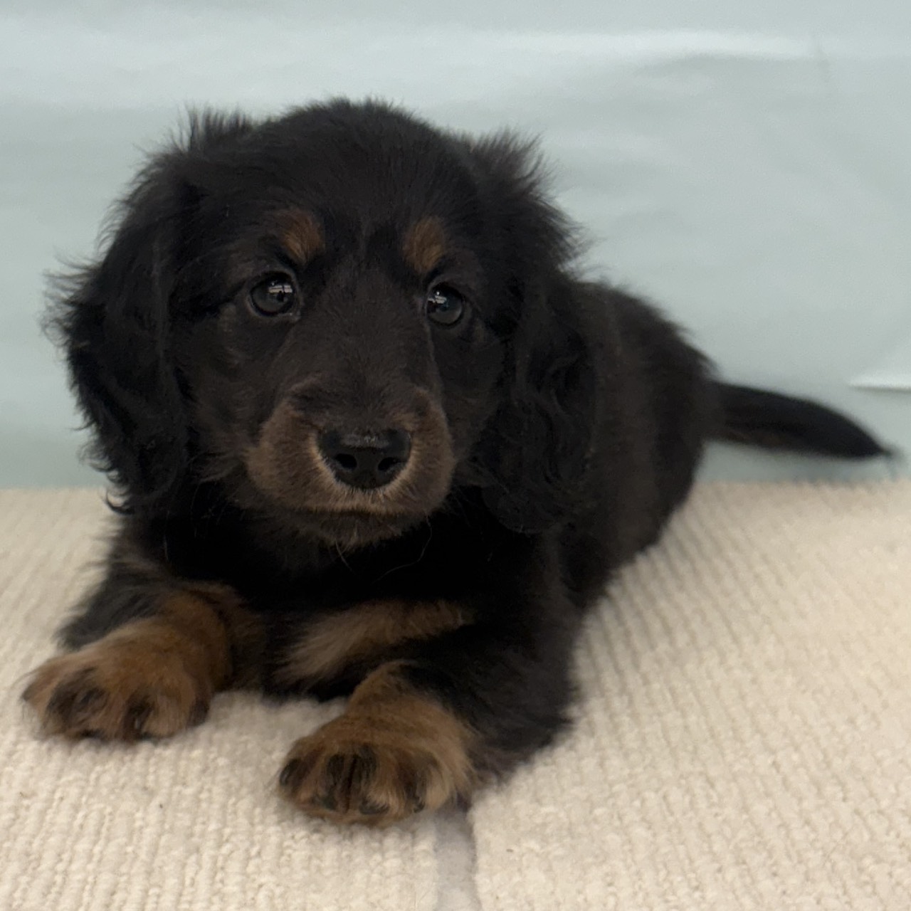 愛知県のミニチュアダックスフンド(ロング) (犬の家＆猫の里春日井本店/2025年9月9日生まれ/男の子/ブラックタン)の子犬の3枚目の画像