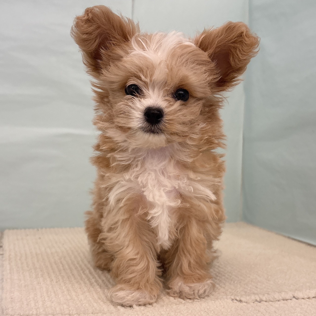 愛知県のチワプー/プーチー(チワワ×プードル) (犬の家＆猫の里春日井本店/2025年9月8日生まれ/男の子/アプリコットホワイト)の子犬の3枚目の画像