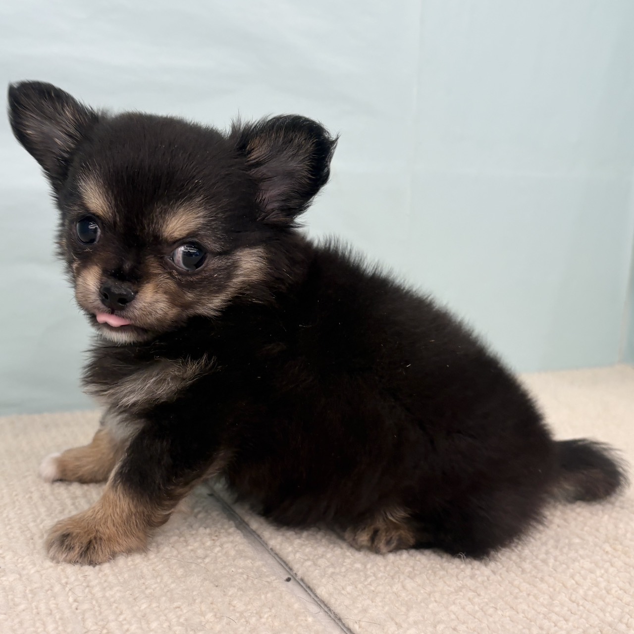 愛知県のチワワ(ロング) (犬の家＆猫の里春日井本店/2025年9月3日生まれ/男の子/ブラッククリーム)の子犬の3枚目の画像