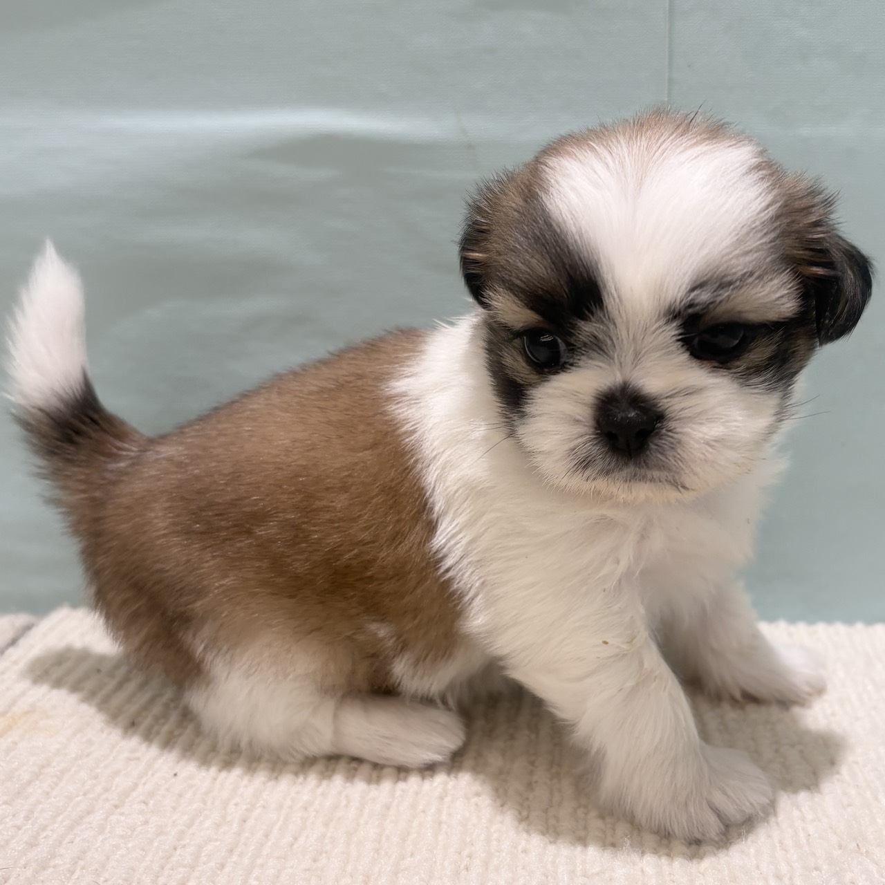 愛知県のシーズー (犬の家＆猫の里春日井本店/2025年9月12日生まれ/女の子/ゴールドホワイト)の子犬の3枚目の画像