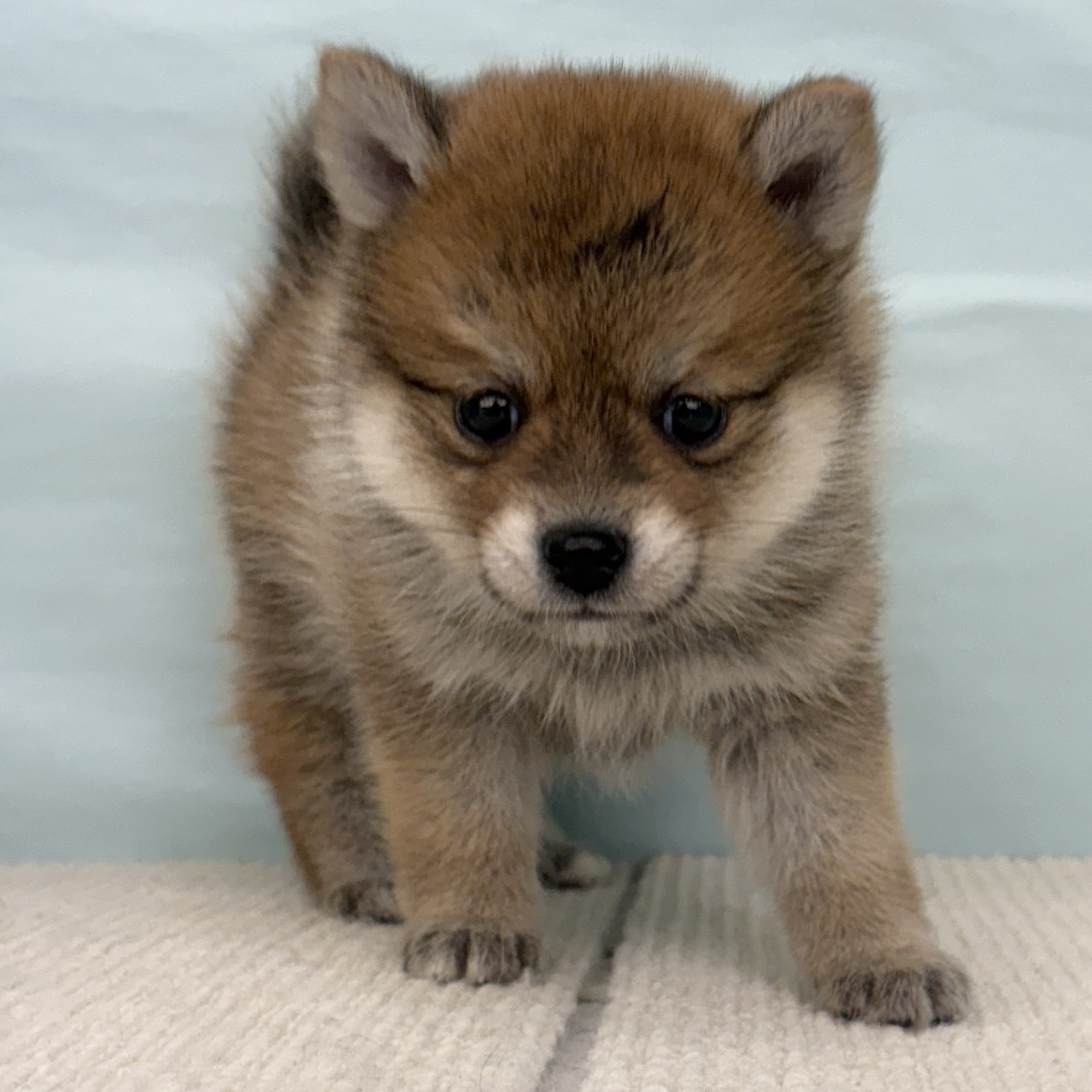 愛知県のポメ柴/豆ポメ/ポメ豆柴(ポメラニアン×柴犬) (犬の家＆猫の里春日井本店/2025年9月14日生まれ/女の子/赤)の子犬の3枚目の画像