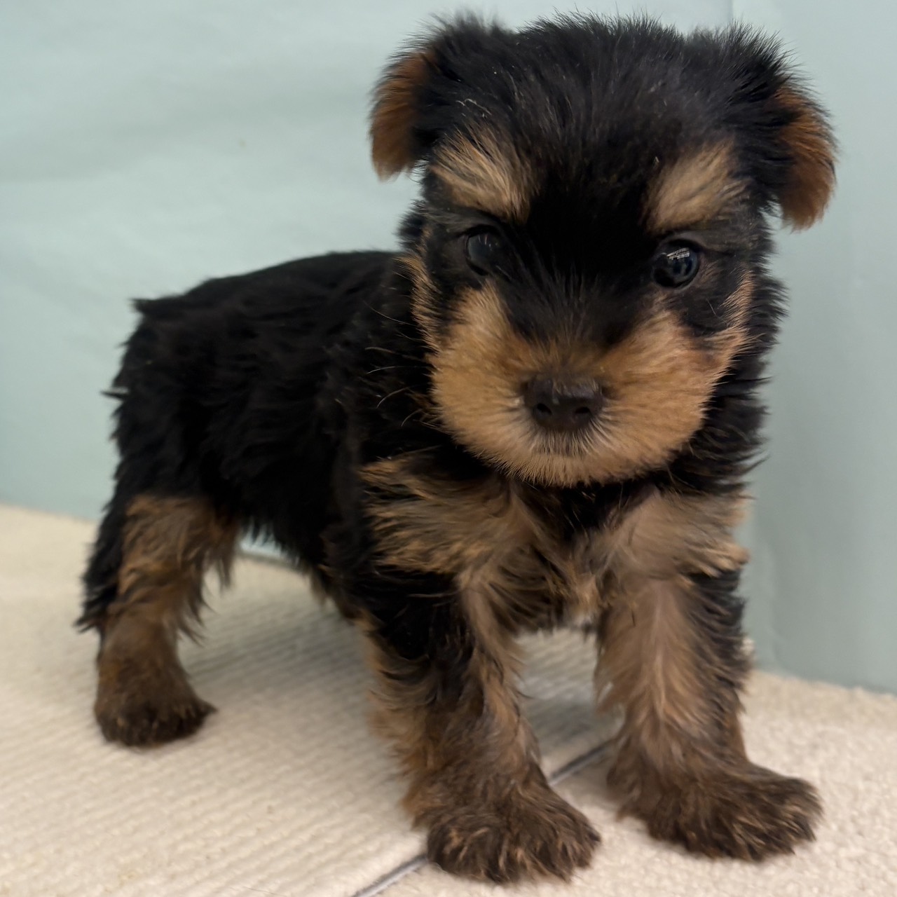 岐阜県のヨークシャーテリア (犬の家＆猫の里中津川店/2025年9月15日生まれ/男の子/スチールブルータン)の子犬