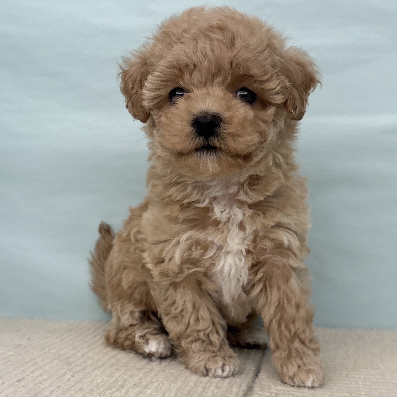 愛知県のマルプー(マルチーズ×プードル) (犬の家＆猫の里春日井本店/2025年9月16日生まれ/女の子/アプリコット)の子犬