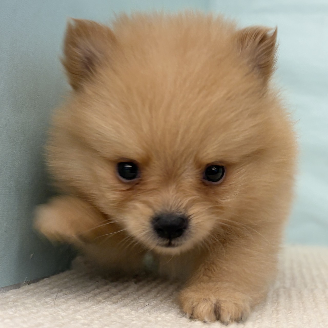 愛知県のポメラニアン (犬の家＆猫の里春日井本店/2025年9月15日生まれ/男の子/オレンジ)の子犬の3枚目の画像
