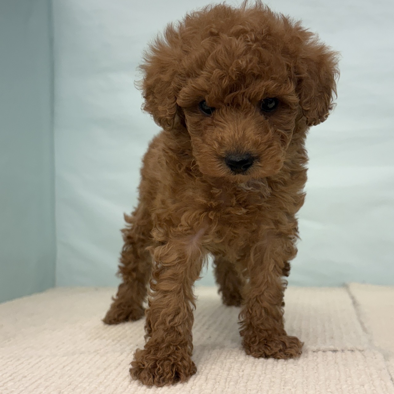 愛知県のトイプードル(トイ) (犬の家＆猫の里春日井本店/2025年9月15日生まれ/男の子/レッド)の子犬の3枚目の画像