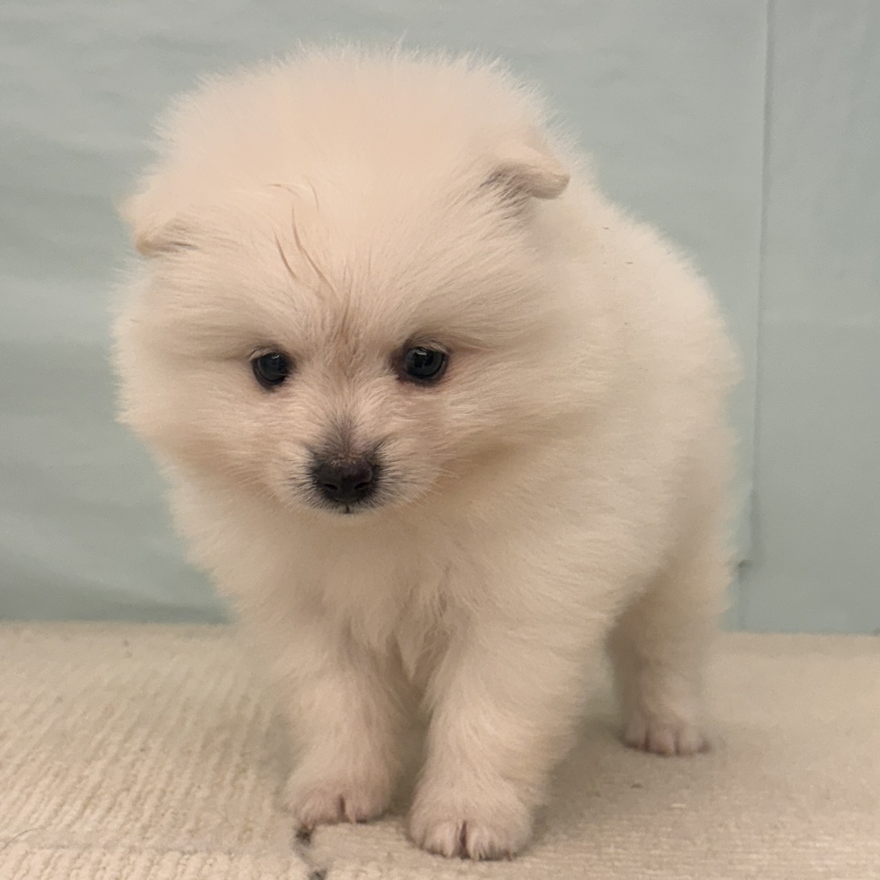 愛知県のポメラニアン (犬の家＆猫の里春日井本店/2025年9月22日生まれ/男の子/クリーム)の子犬の3枚目の画像