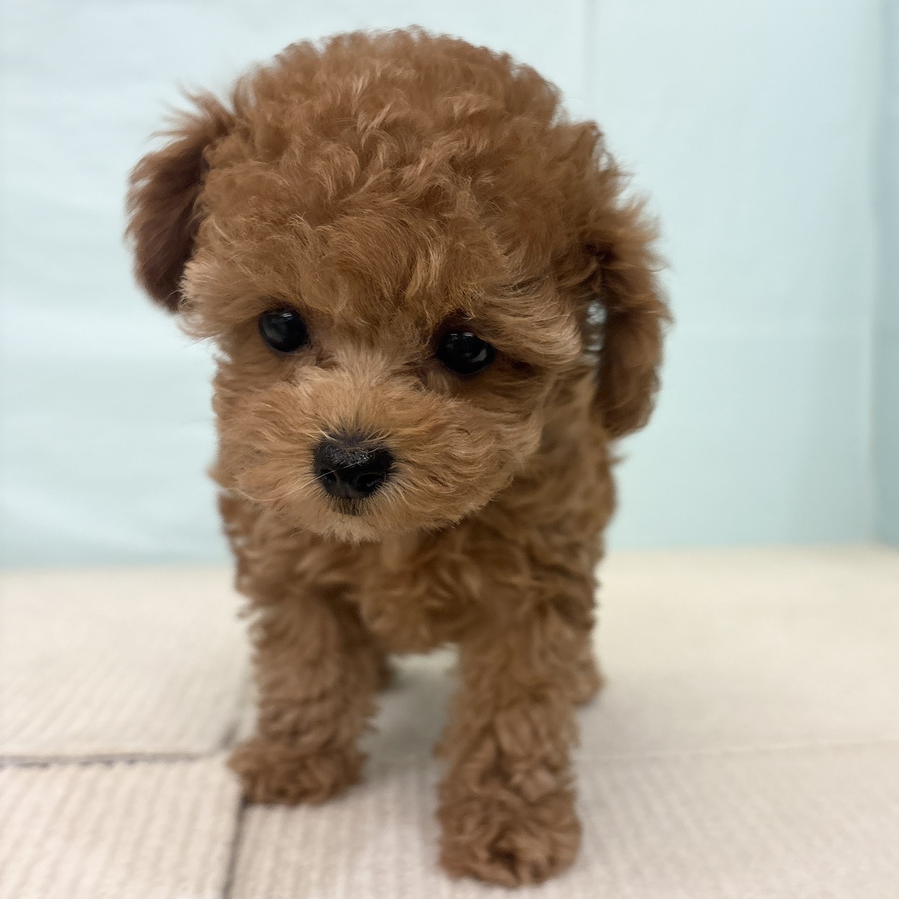 愛知県のトイプードル(タイニー) (犬の家＆猫の里春日井本店/2025年9月23日生まれ/女の子/レッドフォーン)の子犬の3枚目の画像