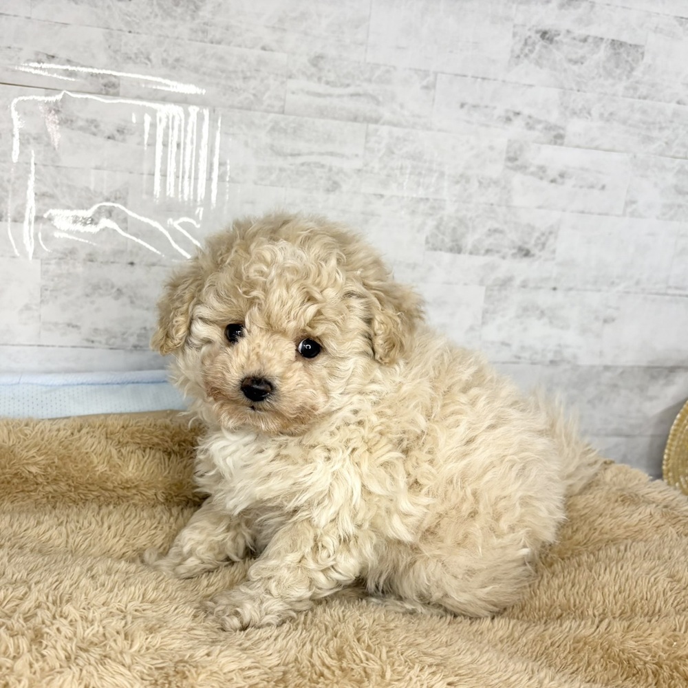 長野県のポメプー(ポメラニアン×プードル) (犬の家＆猫の里塩尻店/2025年10月30日生まれ/男の子/アプリコット)の子犬の3枚目の画像