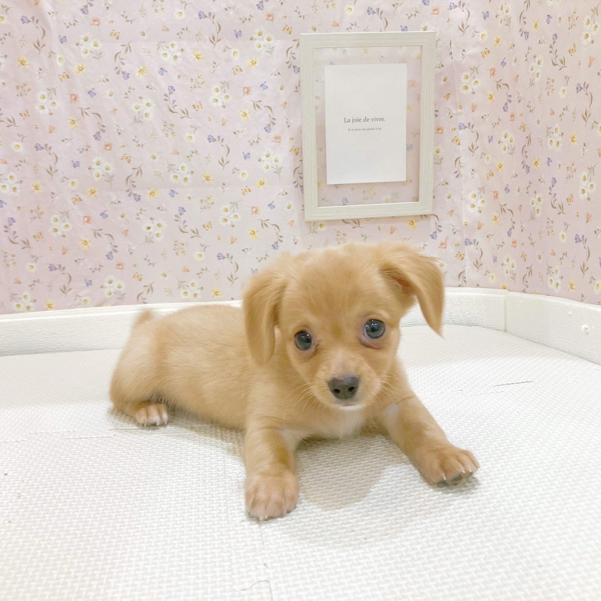 石川県のチワックス(チワワ×ダックス) (犬の家＆猫の里金沢店/2025年10月17日生まれ/男の子/ゴールド)の子犬の3枚目の画像