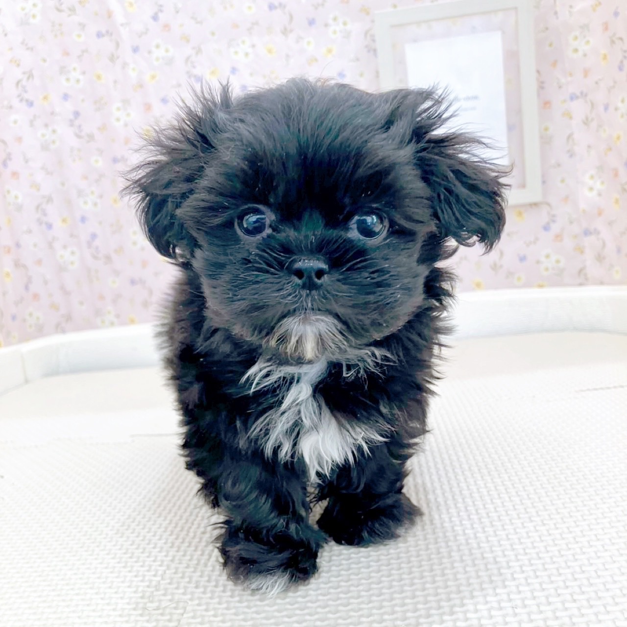 石川県のペキマル/マルペキ(ペキニーズ×マルチーズ) (犬の家＆猫の里金沢店/2025年10月20日生まれ/女の子/ブラックホワイト)の子犬の1枚目の画像