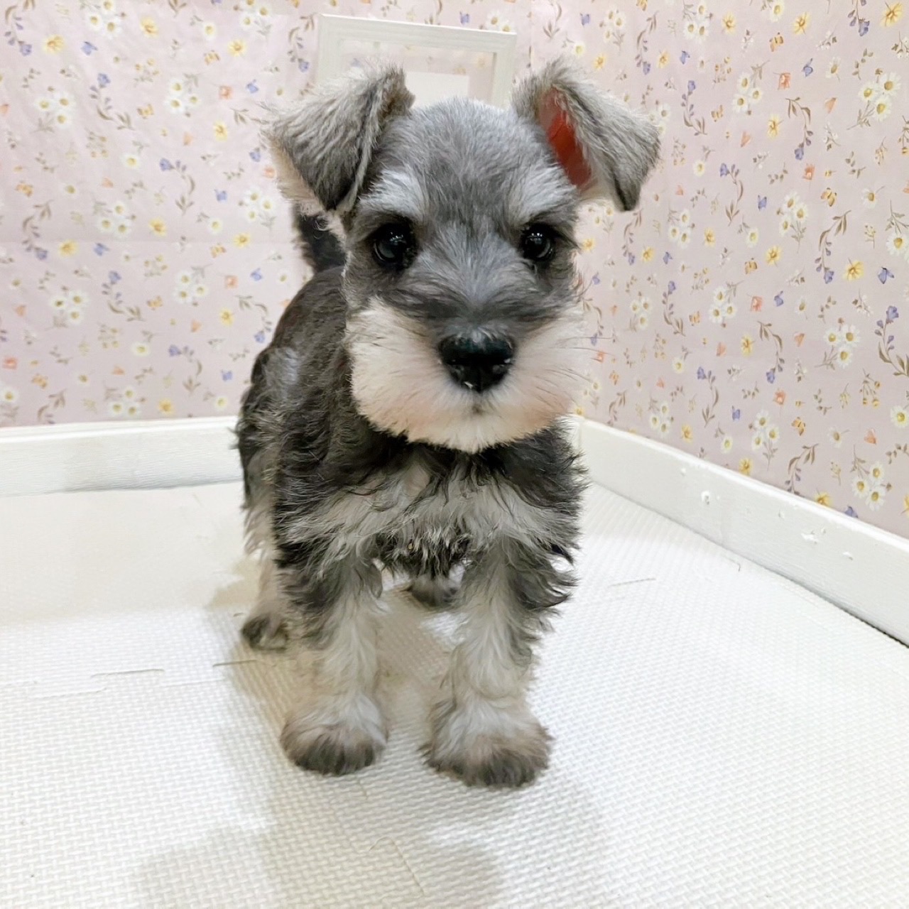 石川県のミニチュアシュナウザー (犬の家＆猫の里金沢店/2025年10月18日生まれ/女の子/ソルトペッパー)の子犬の3枚目の画像