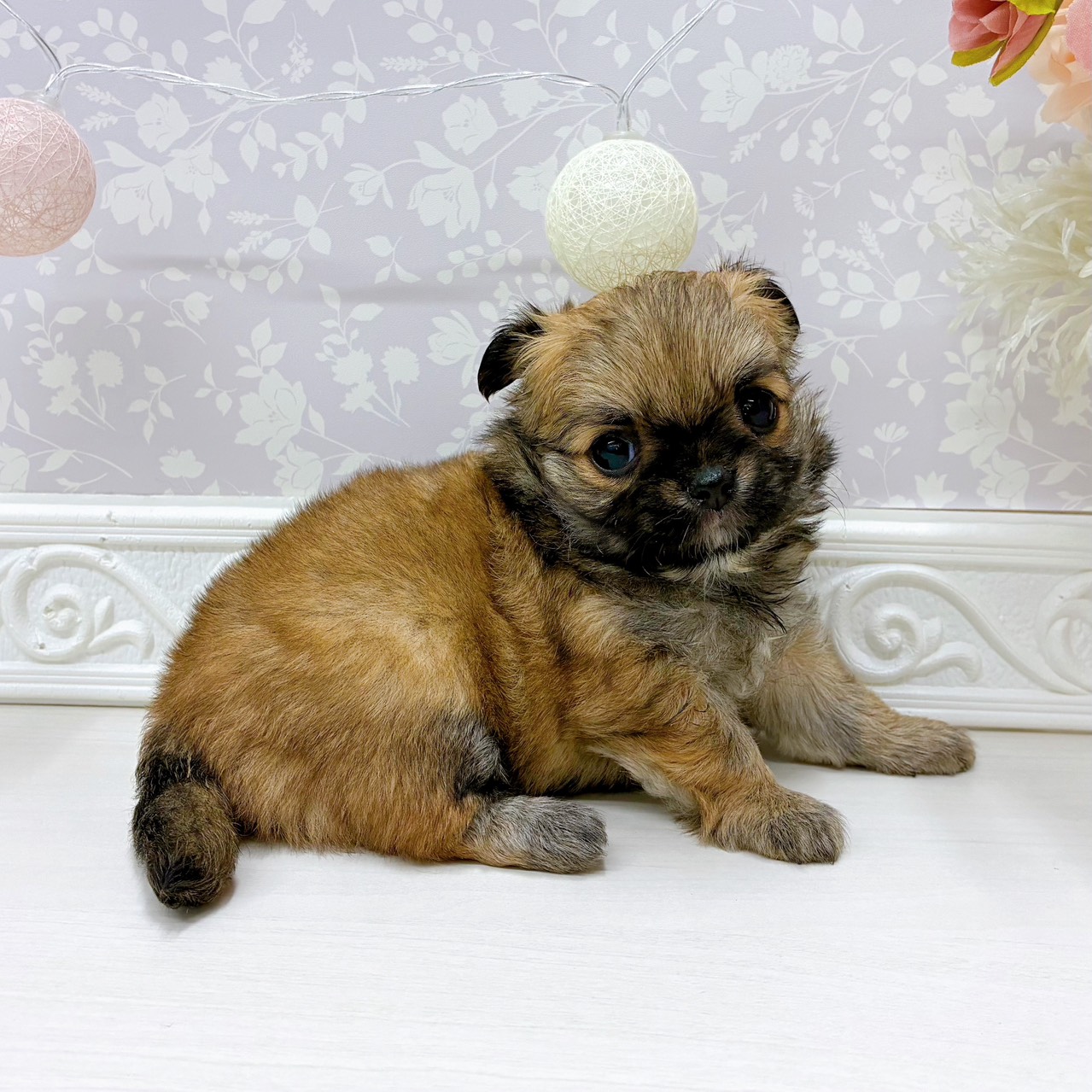 富山県のチワワ(ロング) (犬の家＆猫の里アミーゴ山室店/2025年10月7日生まれ/女の子/レッド)の子犬の3枚目の画像