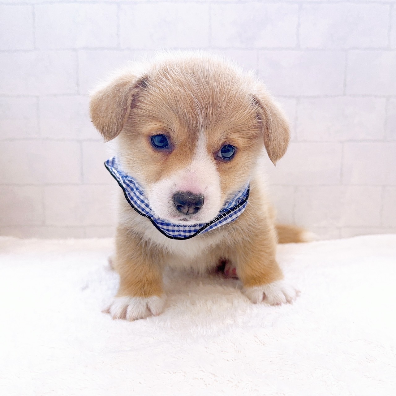 石川県のウェルシュコーギーペンブローク (犬の家＆猫の里金沢店/2025年12月22日生まれ/男の子/レッドホワイト)の子犬の3枚目の画像