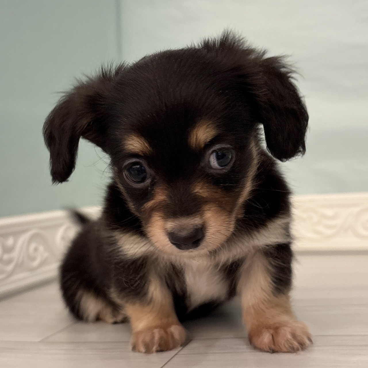 愛知県のチワックス(チワワ×ダックス) (犬の家＆猫の里春日井本店/2025年10月4日生まれ/男の子/ブラックタン)の子犬の3枚目の画像