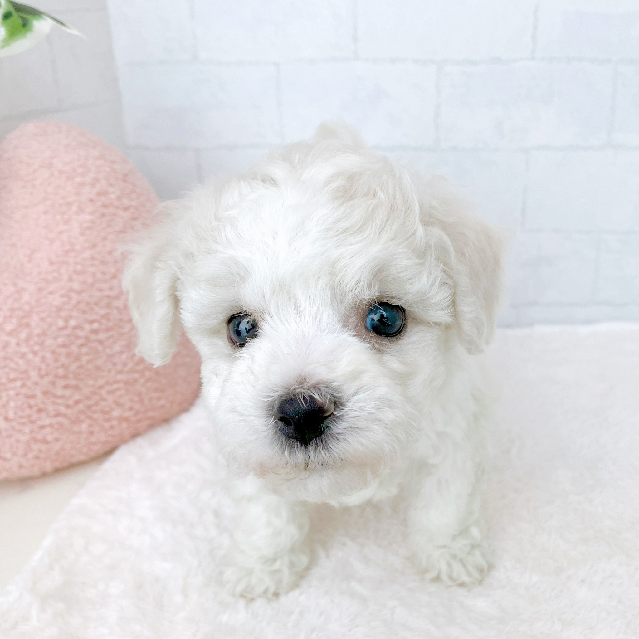 ビションフリーゼ女の子の写真