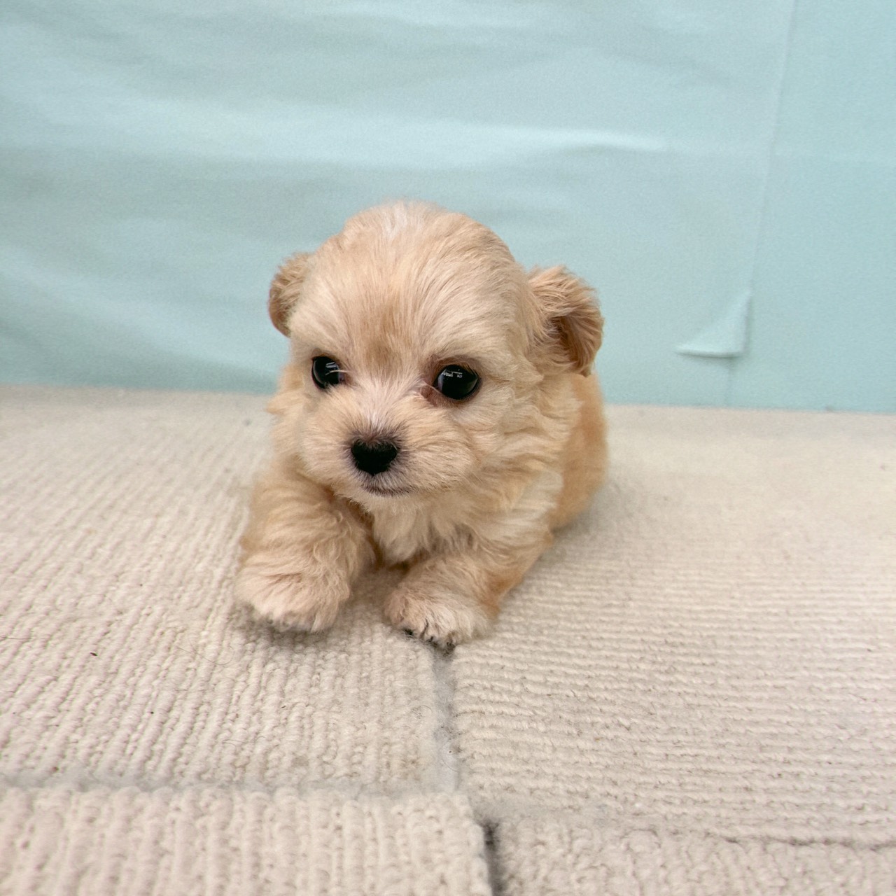 愛知県のチワプー/プーチー(チワワ×プードル) (犬の家＆猫の里春日井本店/2025年9月25日生まれ/女の子/アプリコットホワイト)の子犬の3枚目の画像