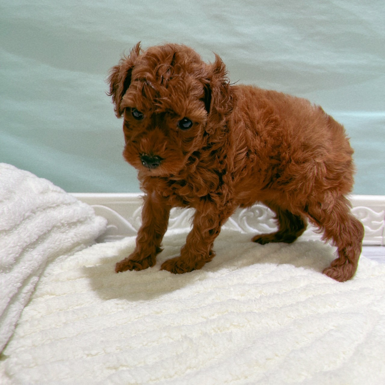 愛知県のトイプードル(トイ) (犬の家＆猫の里春日井本店/2025年9月30日生まれ/女の子/レッド)の子犬の3枚目の画像