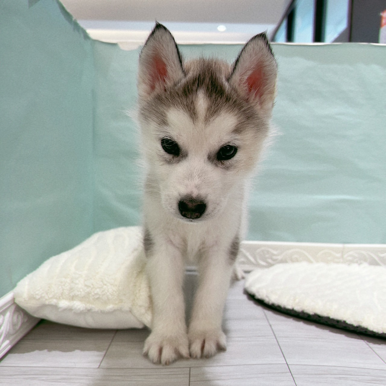 愛知県のシベリアンハスキー (犬の家＆猫の里春日井本店/2025年9月25日生まれ/女の子/シルバーホワイト)の子犬の3枚目の画像