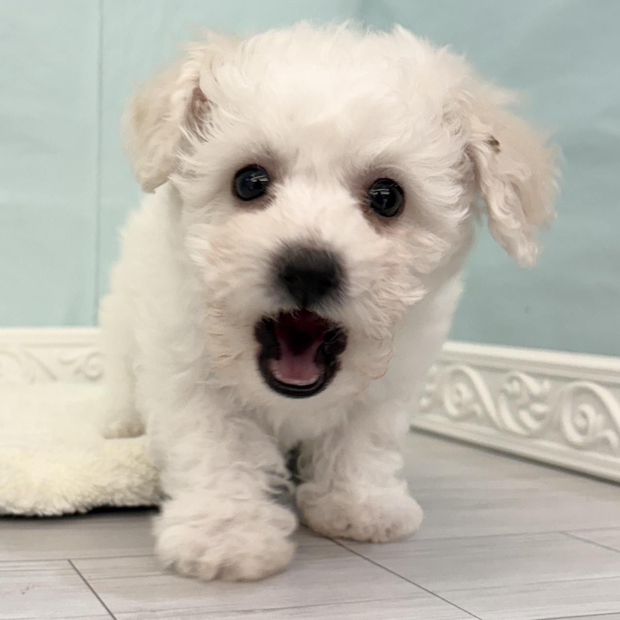 愛知県のビションフリーゼ (犬の家＆猫の里春日井本店/2025年10月5日生まれ/男の子/ホワイト)の子犬の3枚目の画像