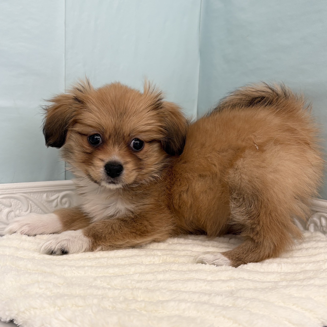 神奈川県のハーフ犬・ミックス犬 (犬の家＆猫の里相模原店/2025年10月8日生まれ/女の子/フォーンホワイト)の子犬の3枚目の画像