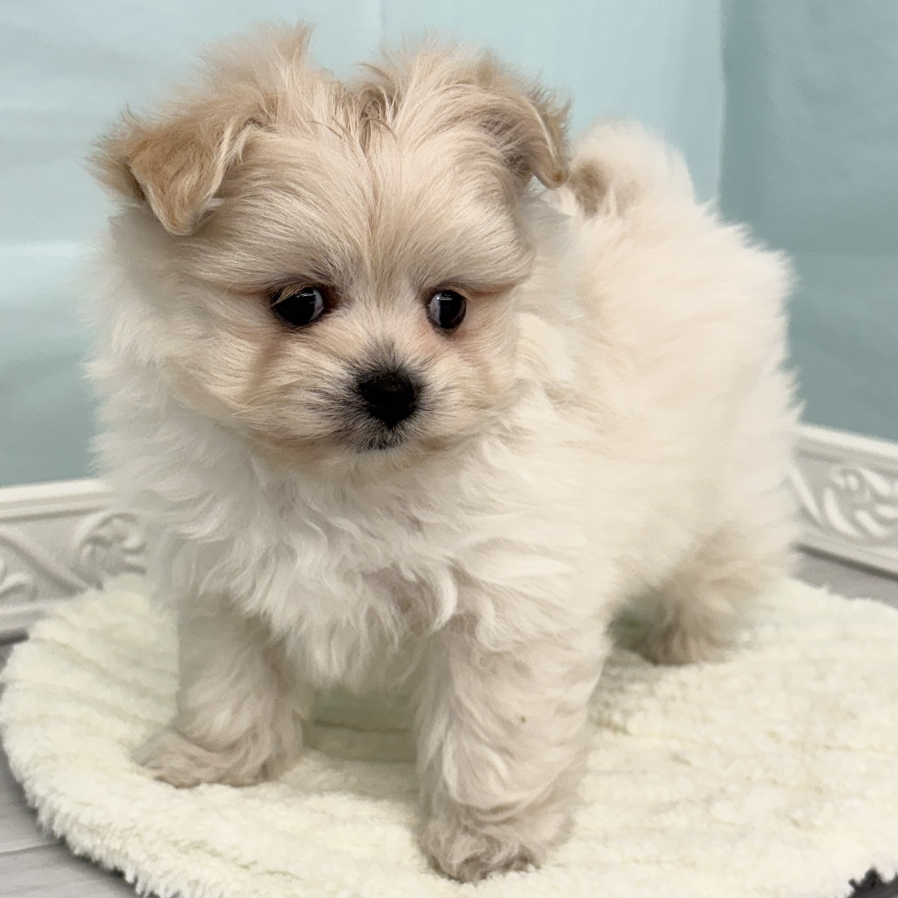 愛知県のポメビション(ポメラニアン×ビションフリーゼ) (犬の家＆猫の里春日井本店/2025年10月5日生まれ/女の子/クリーム)の子犬の3枚目の画像