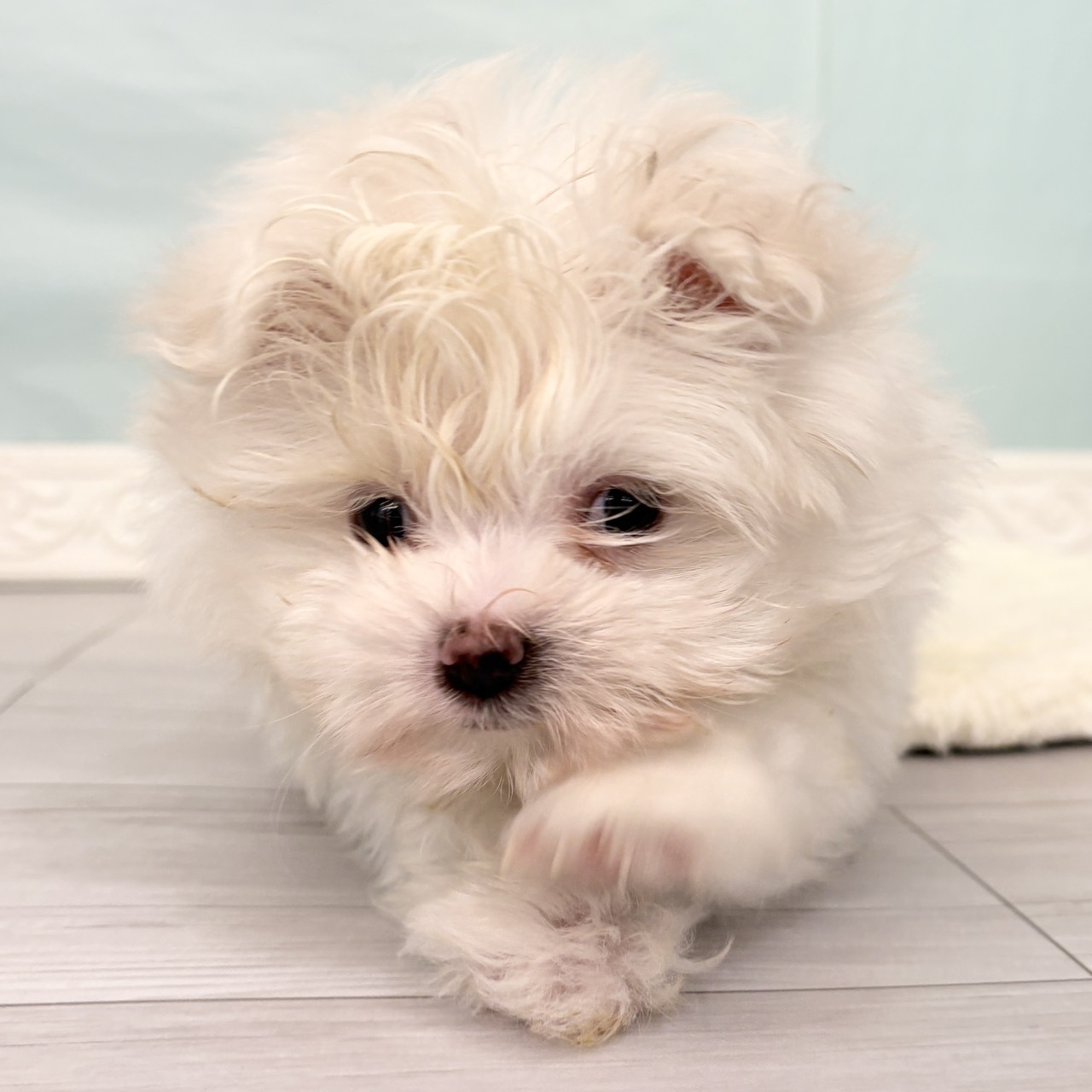 愛知県のポメビション(ポメラニアン×ビションフリーゼ) (犬の家＆猫の里春日井本店/2025年10月5日生まれ/女の子/クリーム)の子犬の3枚目の画像