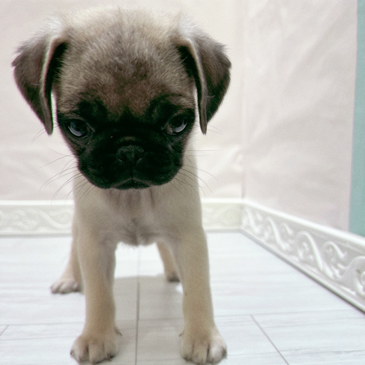 愛知県のパグ (犬の家＆猫の里春日井本店/2025年10月17日生まれ/女の子/フォーン)の子犬の3枚目の画像