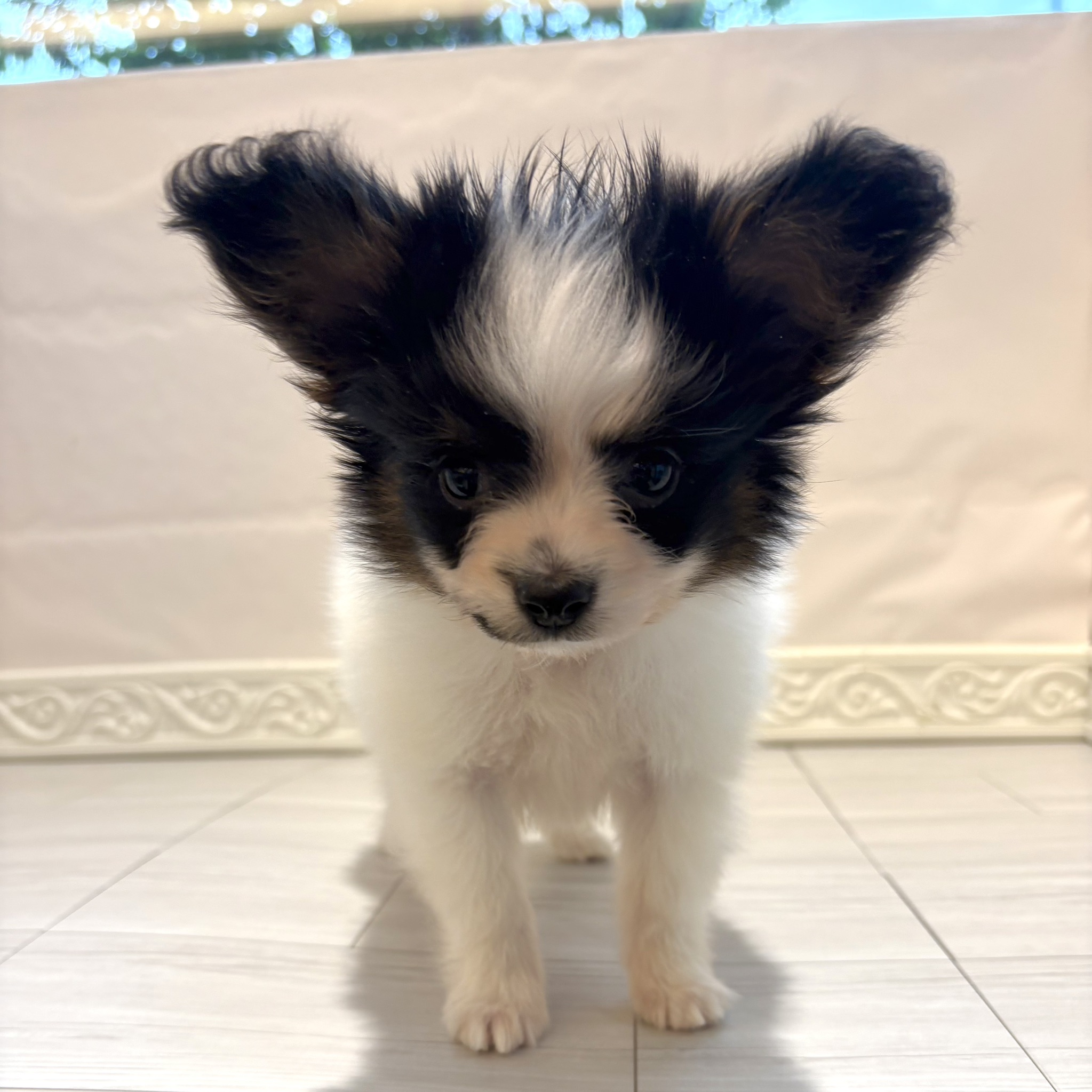 愛知県のパピヨン (犬の家＆猫の里春日井本店/2026年3月22日生まれ/男の子/トライカラー)の子犬の3枚目の画像