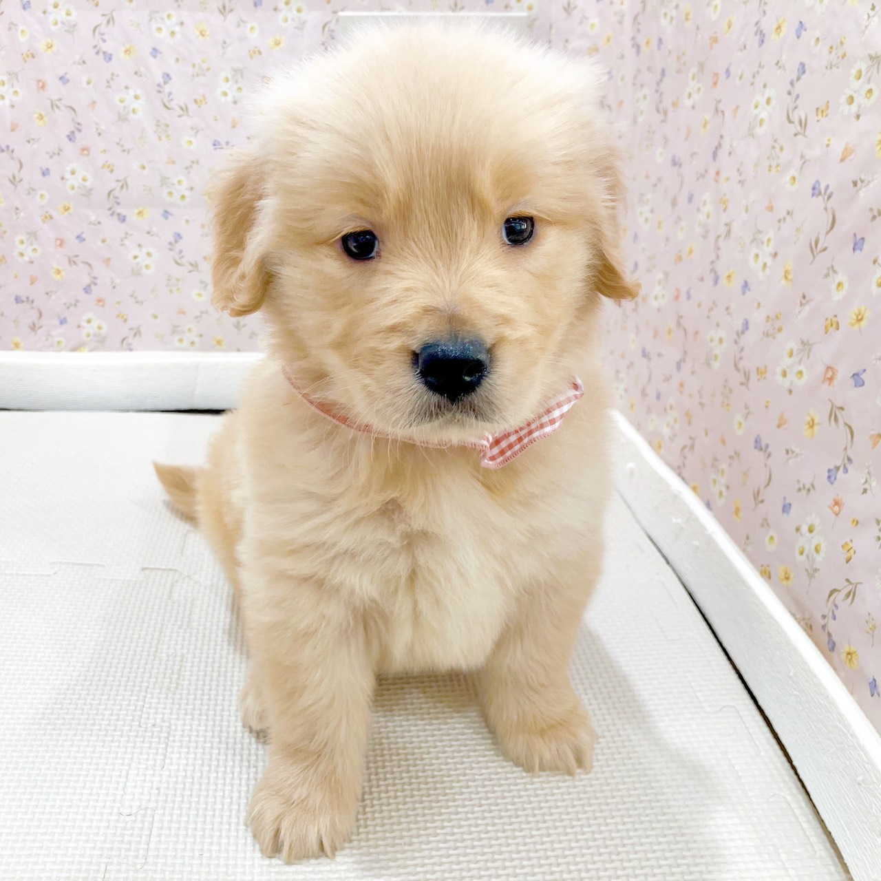 石川県のゴールデンレトリバー (犬の家＆猫の里金沢店/2025年10月27日生まれ/女の子/ゴールデン)の子犬の3枚目の画像