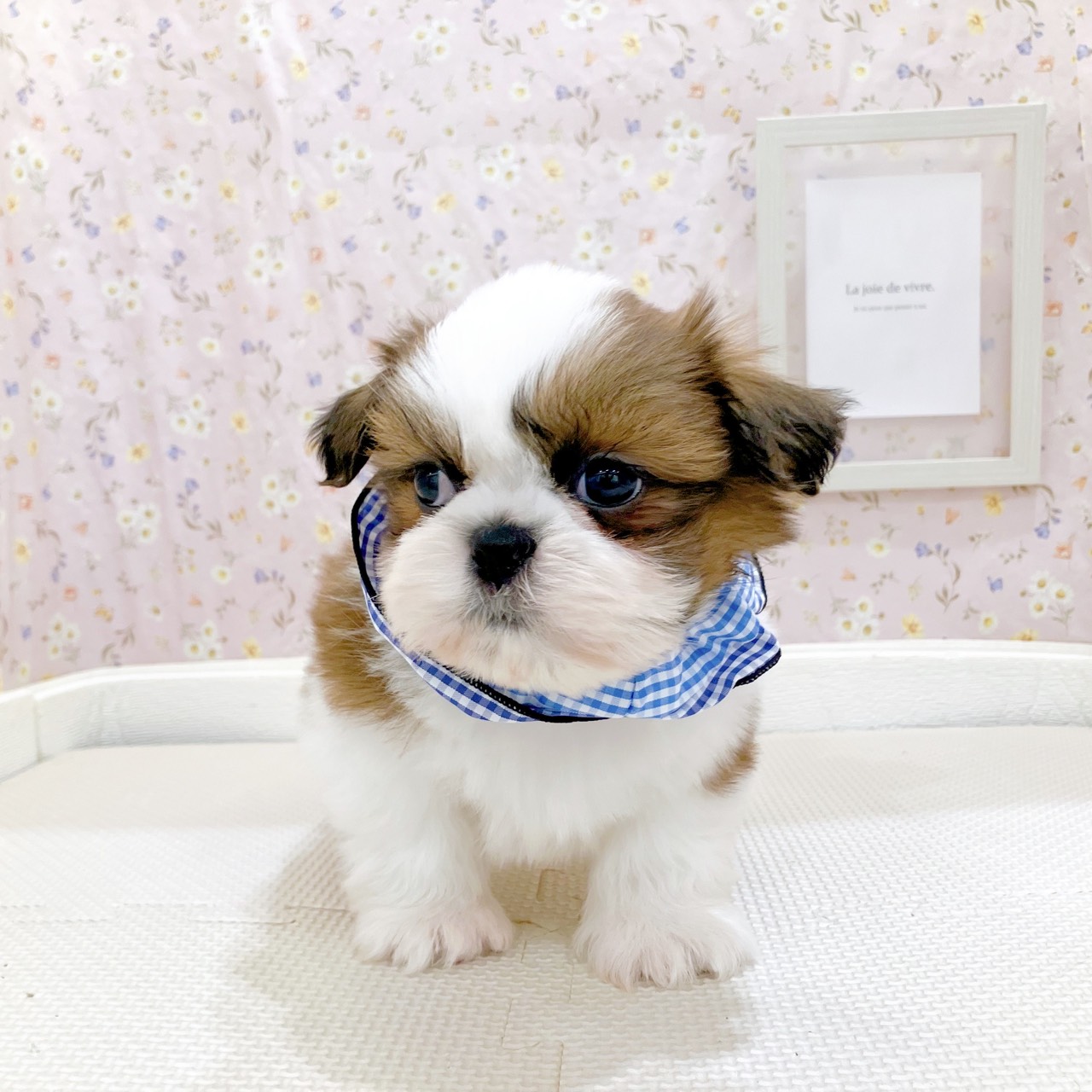 石川県のシーズー (犬の家＆猫の里金沢店/2025年10月27日生まれ/男の子/ゴールドホワイト)の子犬の3枚目の画像