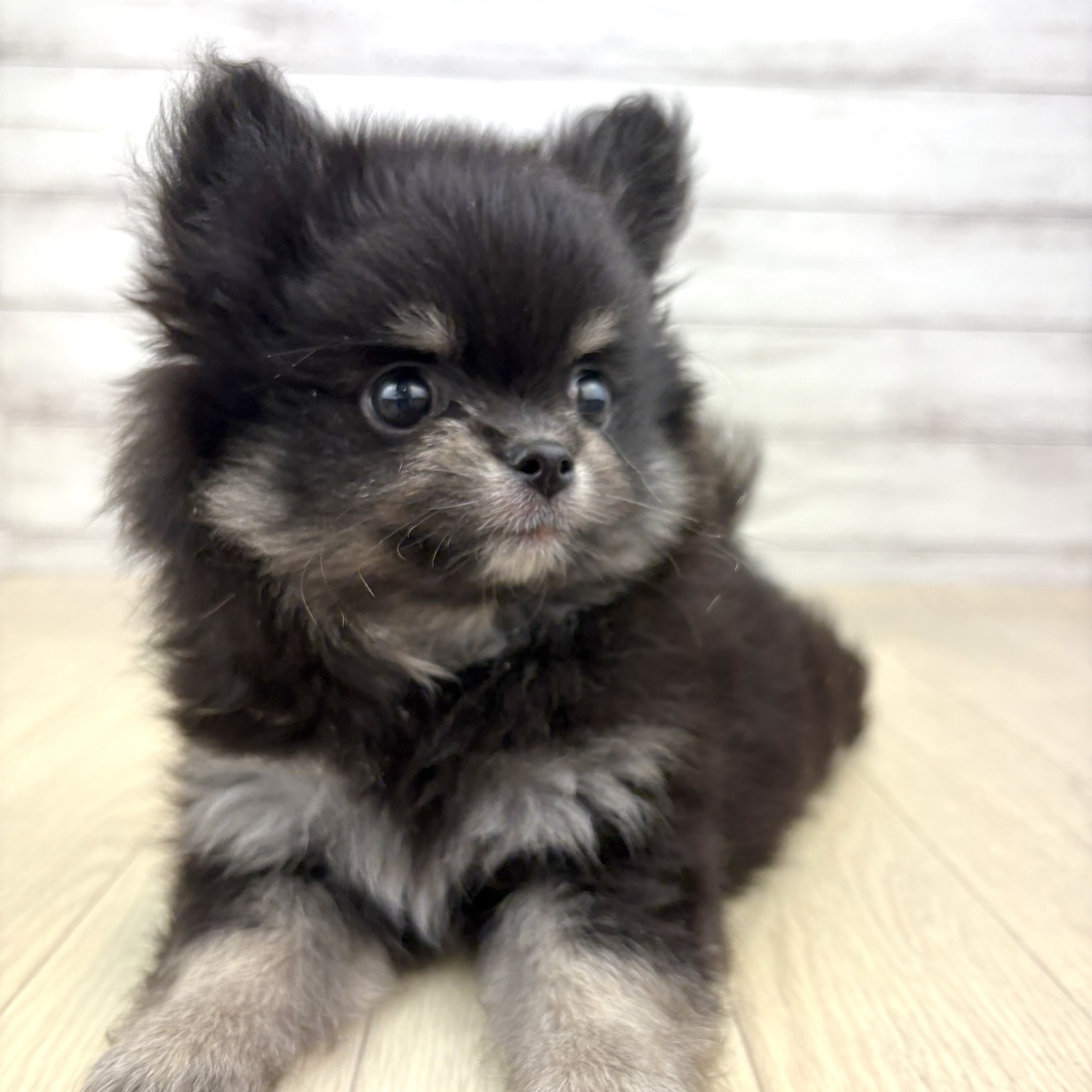 愛知県のポメチワ/チワポメ/ポメチー(ポメラニアン×チワワ) (犬の家＆猫の里春日井本店/2026年4月17日生まれ/女の子/ブラックタンホワイト)の子犬の3枚目の画像