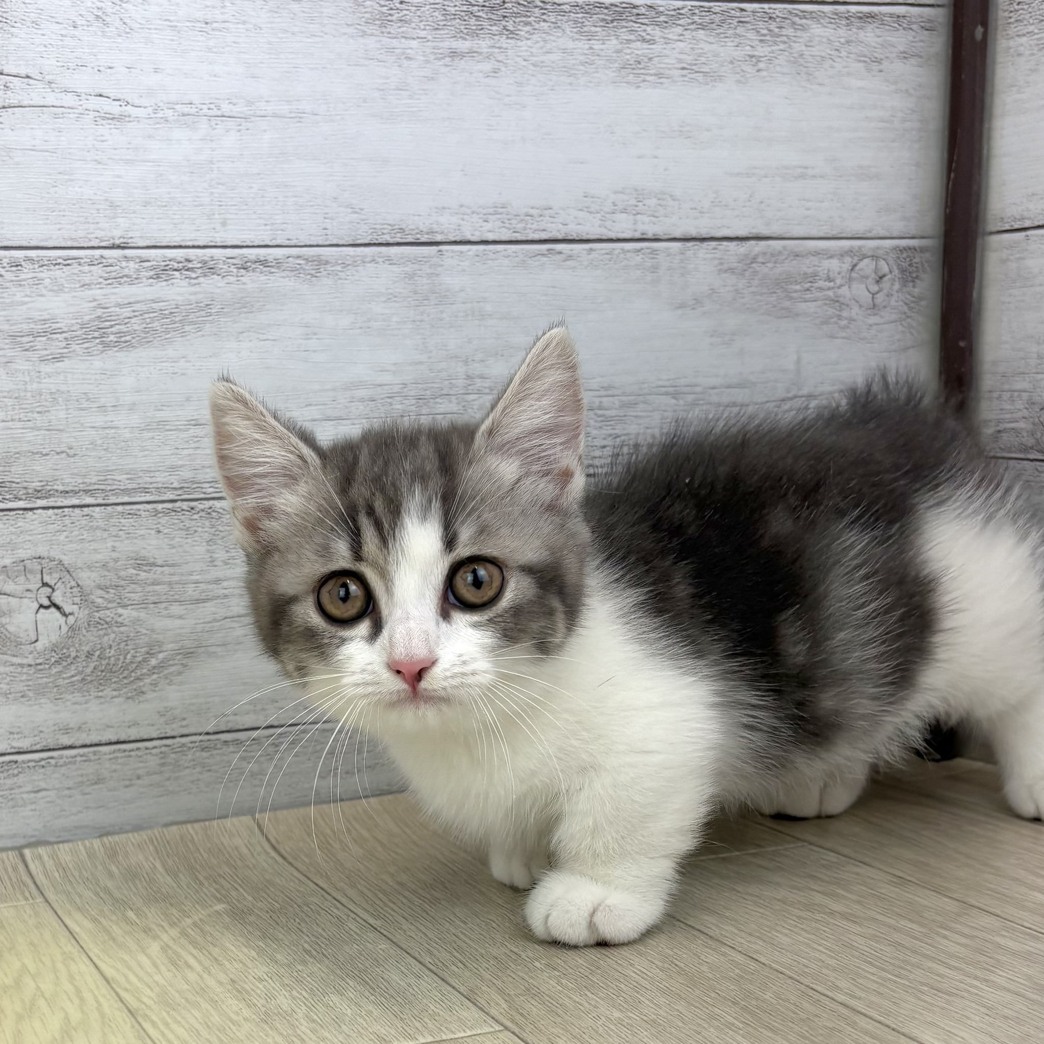 愛知県のマンチカン (犬の家＆猫の里春日井本店/2026年4月15日生まれ/女の子/ブルータビーホワイト)の子猫の3枚目の画像