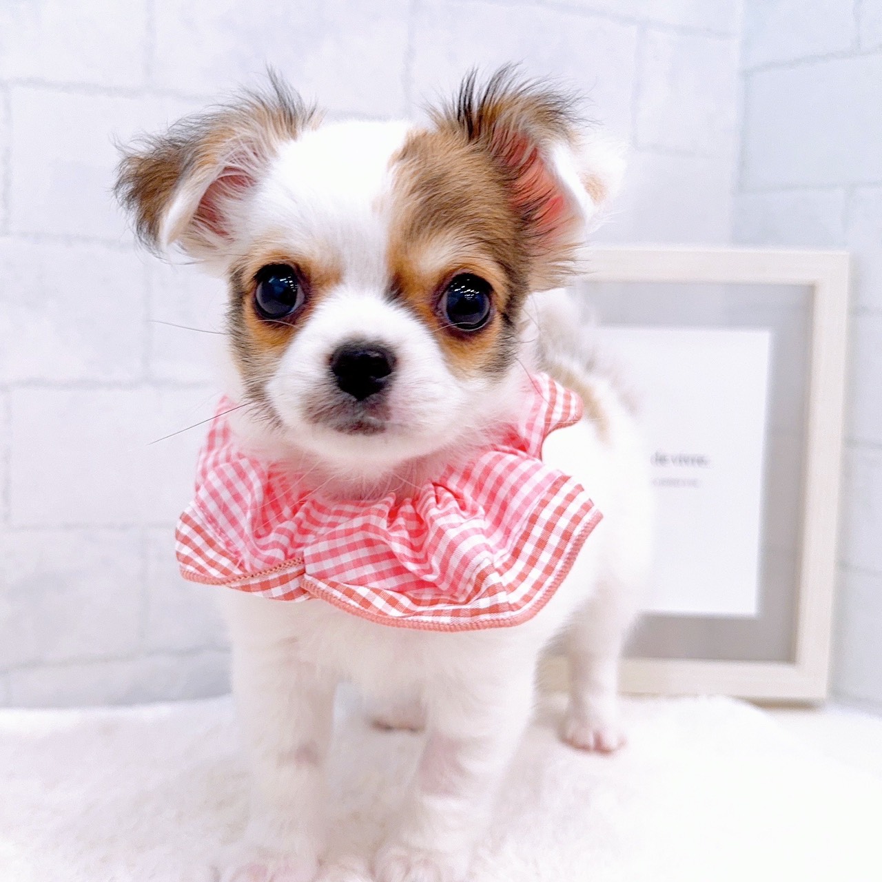 石川県のチワワ(ロング) (犬の家＆猫の里金沢店/2025年10月28日生まれ/女の子/ホワイトレッド)の子犬の3枚目の画像