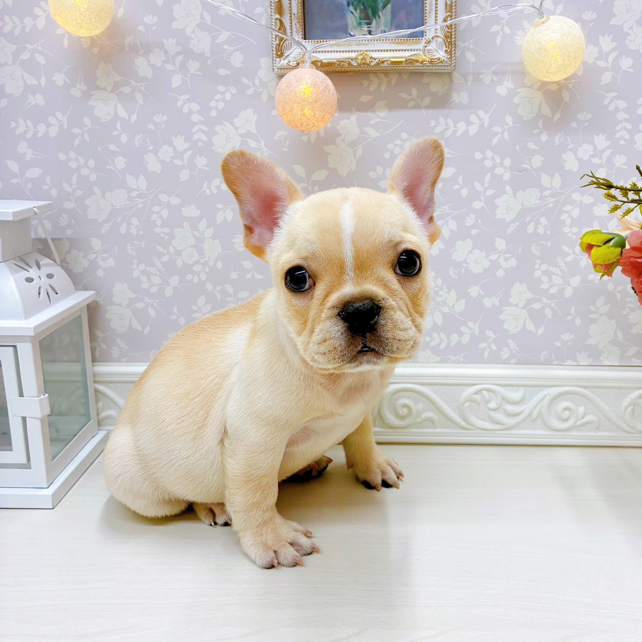 富山県のフレンチブルドッグ (犬の家＆猫の里アミーゴ山室店/2025年12月5日生まれ/女の子/クリーム)の子犬の3枚目の画像