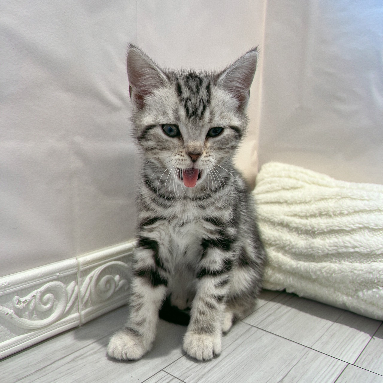 愛知県のアメリカンショートヘアー (犬の家＆猫の里春日井本店/2025年12月2日生まれ/男の子/シルバータビー)の子猫の3枚目の画像