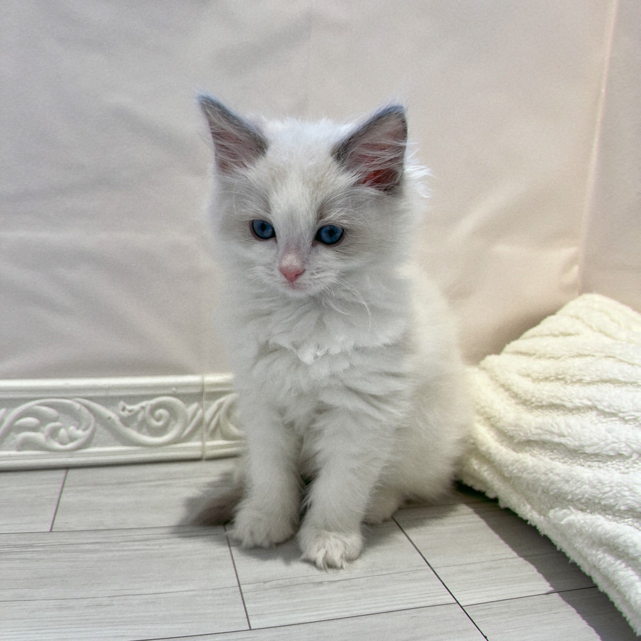 愛知県のラグドール (犬の家＆猫の里春日井本店/2025年11月28日生まれ/男の子/ブルーポイントバイカラー)の子猫の3枚目の画像