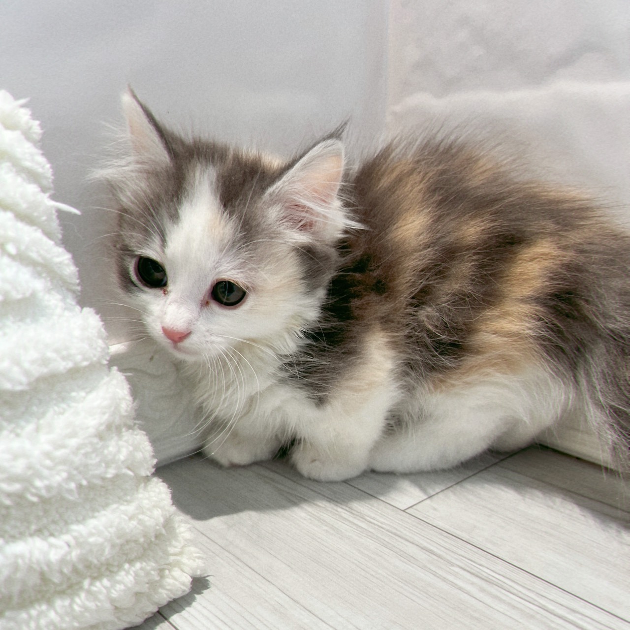 愛知県のマンチカン (犬の家＆猫の里春日井本店/2025年12月31日生まれ/女の子/ブルーシルバーパッチドタビーホワイト)の子猫の3枚目の画像