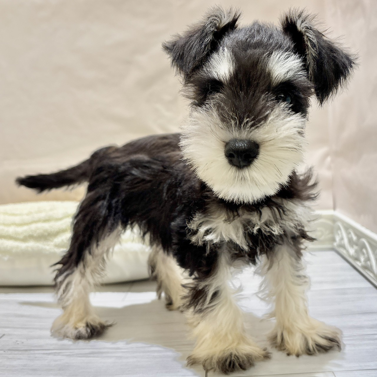 福岡県のミニチュアシュナウザー (犬の家＆猫の里くりえいと宗像店/2025年10月3日生まれ/女の子/ブラックシルバー)の子犬の3枚目の画像