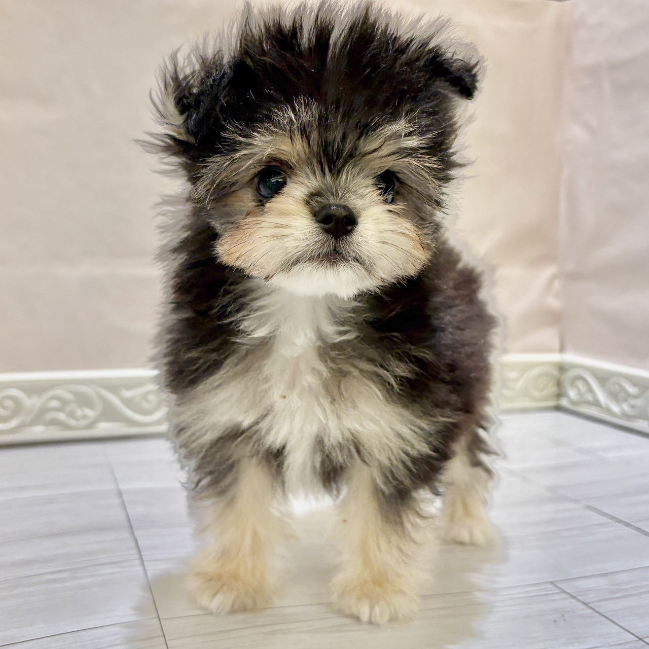 愛知県のポメマル/マルポメ(ポメラニアン×マルチーズ) (犬の家＆猫の里春日井本店/2025年10月4日生まれ/男の子/ブラッククリーム)の子犬の3枚目の画像