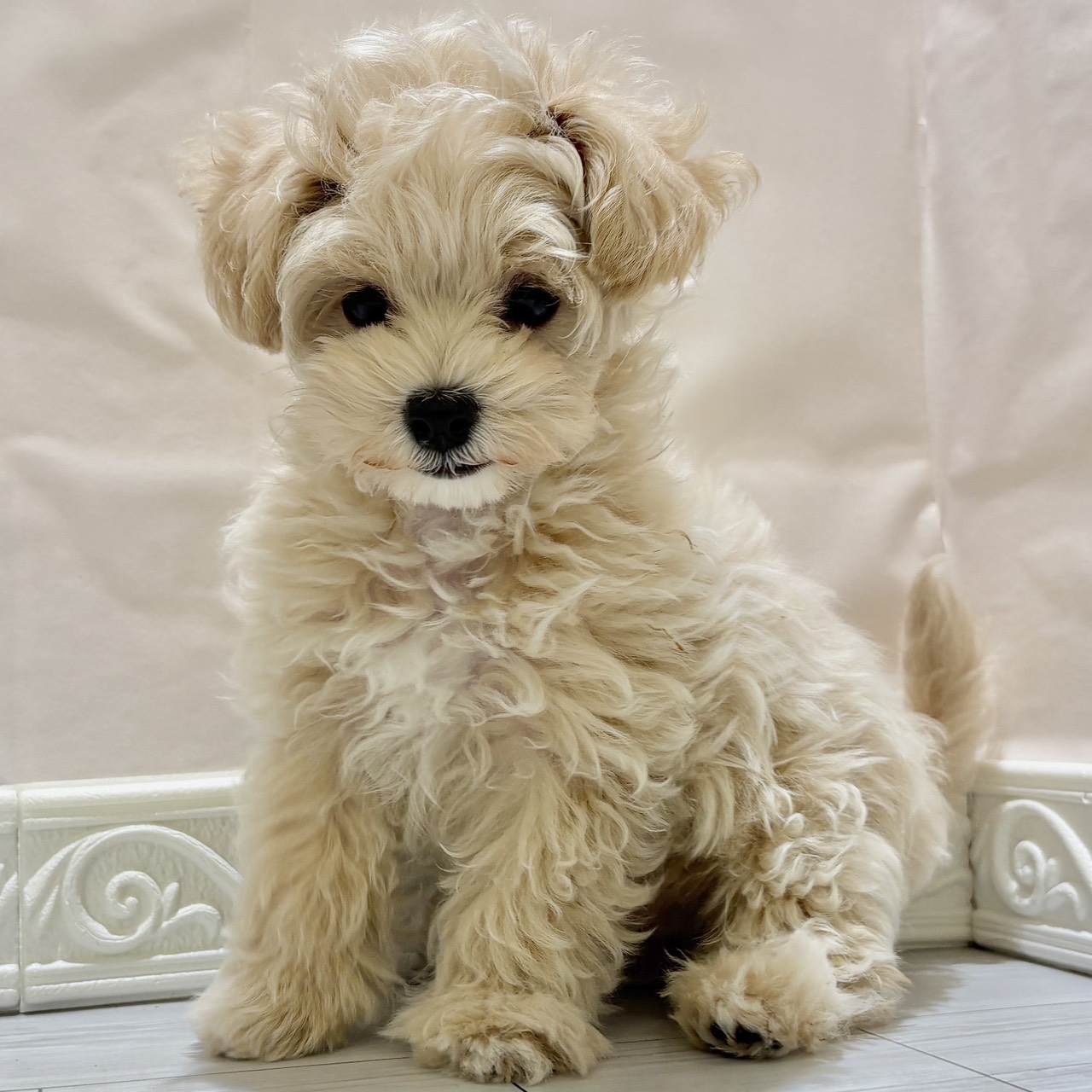 愛知県のマルプー(マルチーズ×プードル) (犬の家＆猫の里春日井本店/2025年10月3日生まれ/男の子/クリームホワイト)の子犬の3枚目の画像