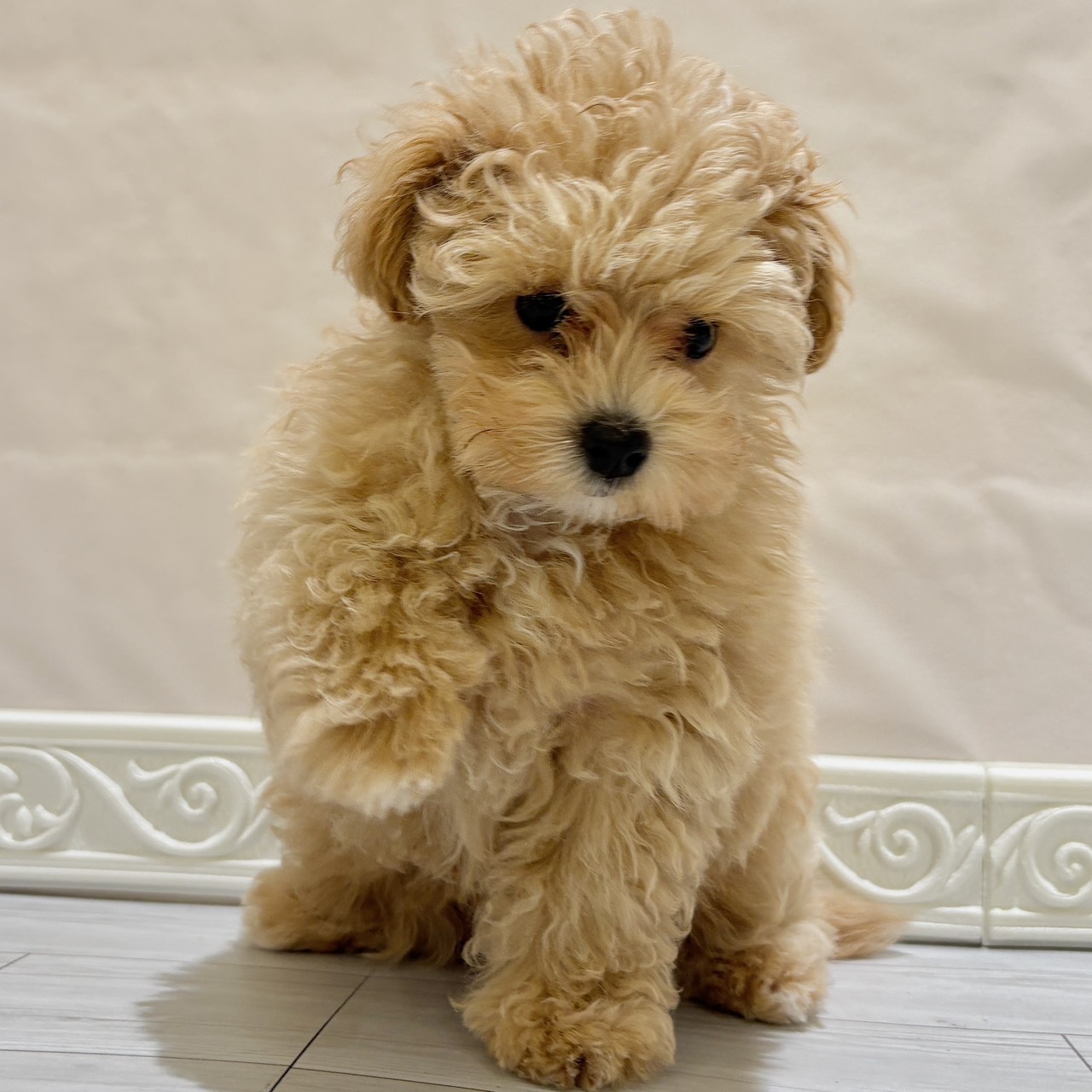 愛知県のマルプー(マルチーズ×プードル) (犬の家＆猫の里春日井本店/2025年10月3日生まれ/女の子/アプリコットホワイト)の子犬の3枚目の画像