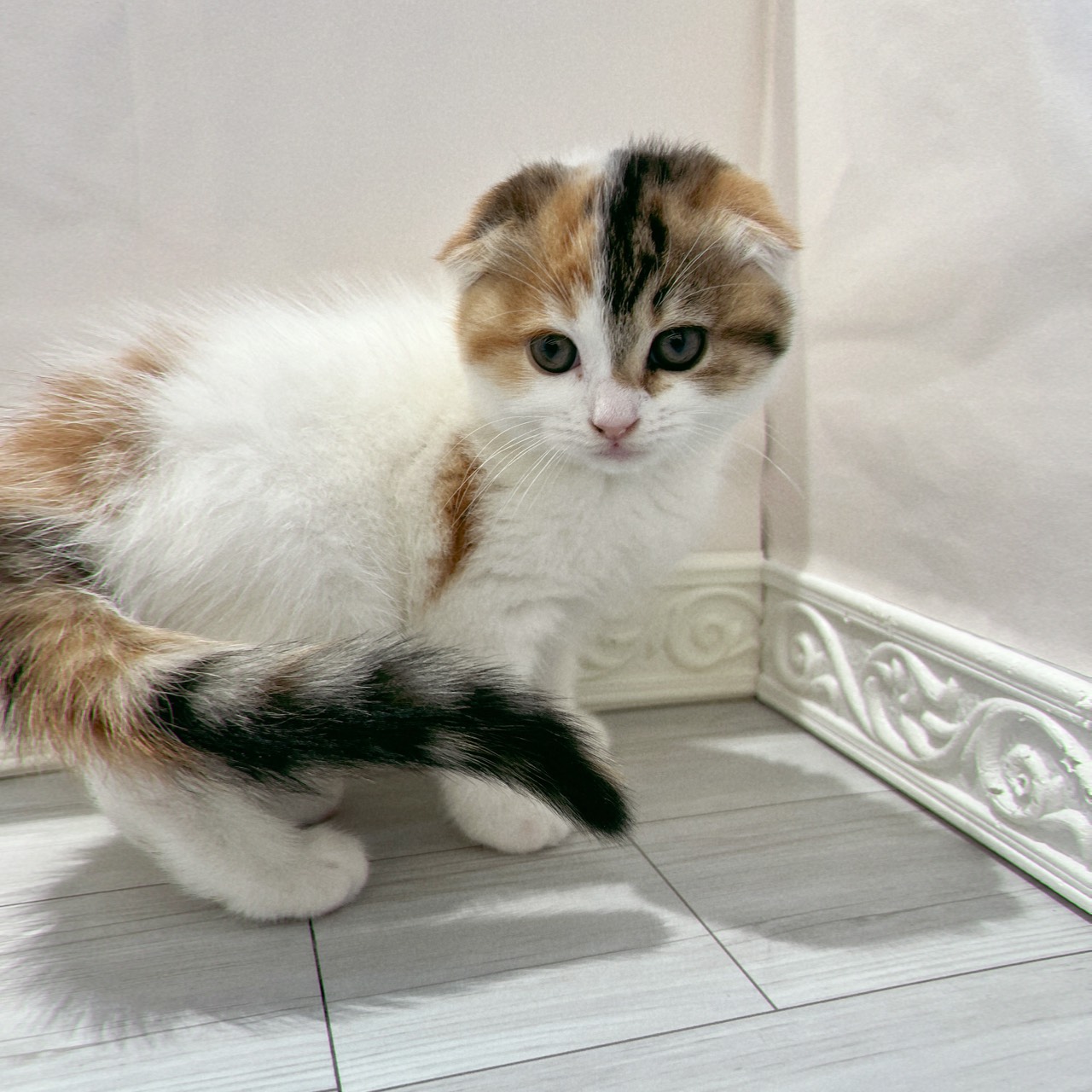 愛知県のスコティッシュフォールド (犬の家＆猫の里春日井本店/2026年2月4日生まれ/女の子/キャリコ)の子猫の3枚目の画像