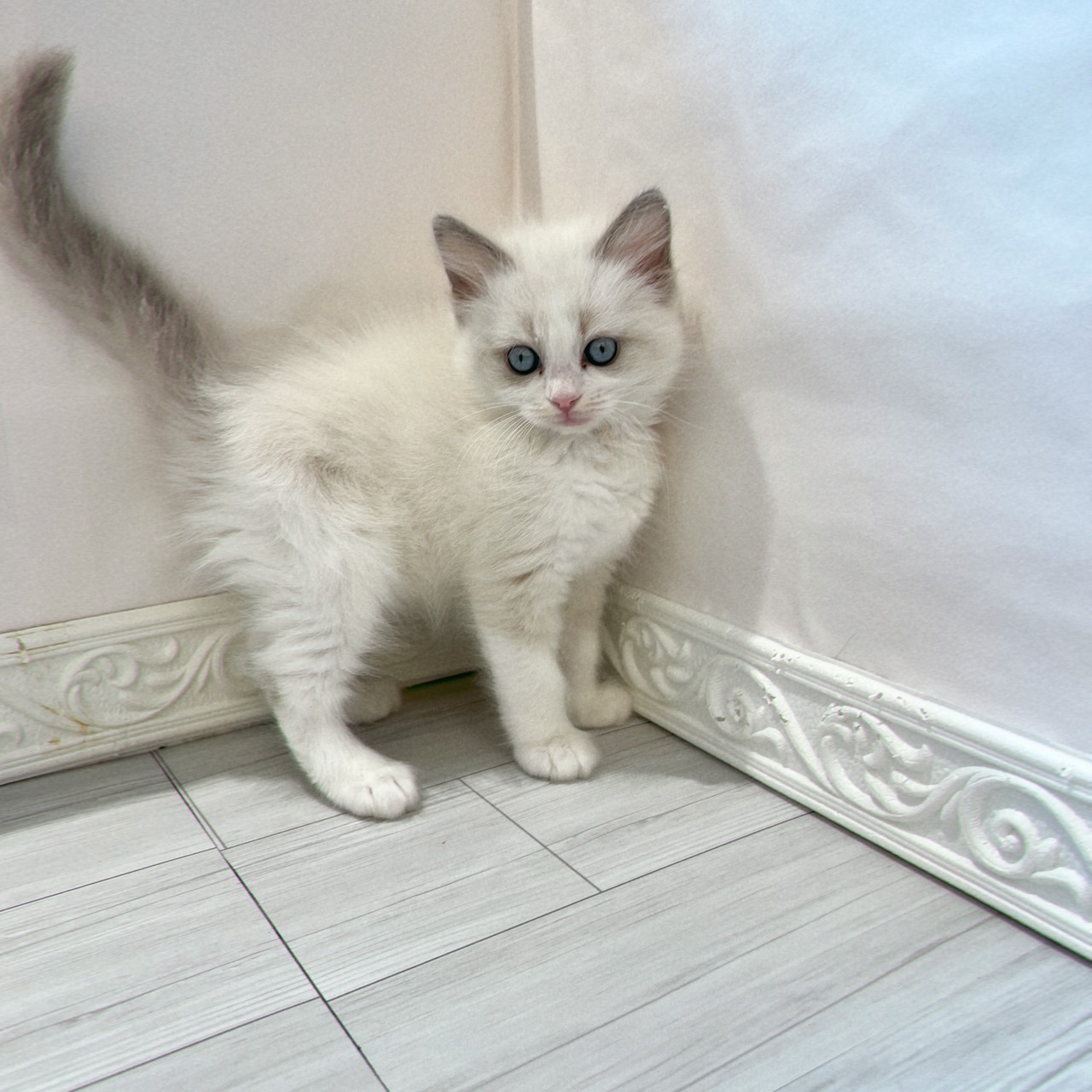 愛知県のラグドール (犬の家＆猫の里春日井本店/2026年1月28日生まれ/女の子/ブルーポイントバイカラー)の子猫の3枚目の画像