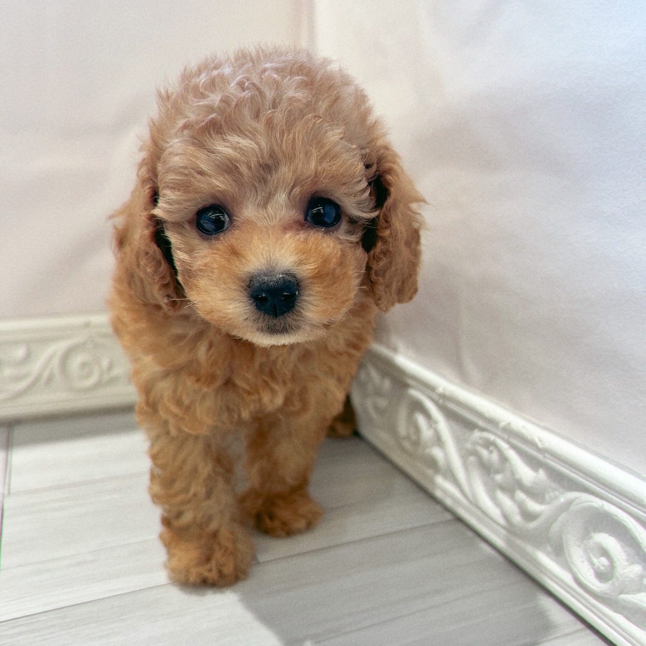 愛知県のトイプードル(トイ) (犬の家＆猫の里春日井本店/2026年2月2日生まれ/男の子/オレンジフォーン)の子犬の3枚目の画像